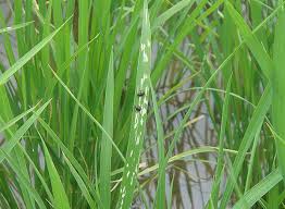 害虫の対策 よく分かる水稲栽培
