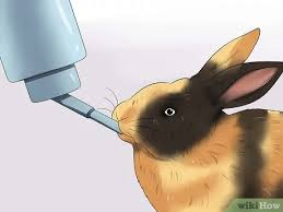 Either take your rabbit to your local veterinarian to do this or you can do it yourself by using a pair of sharp nail clippers. How To Care For Harlequin Rabbits 13 Steps With Pictures