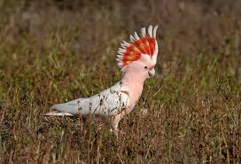 Name Bird With Crazy Hair Pin On Animals Pets Etc