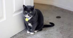 help! my cat is peeing puddles