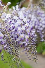 Wisteria Floribunda Domino Plants Wisteria Garden Design