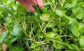 Cả thế giới mở tiệc ăn mừng vì mới phát hiện ra loại rau có khả năng chống  ung thư gấp trăm lần thuốc đặc trị