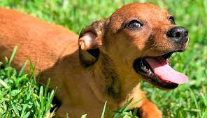 There are dozens of cuddly canines up for adoption at animal shelters in and around san antonio, so you won't have to look far to find the perfect fit. Mary S Dogs Rescue And Adoption Home