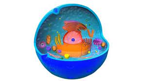 We did not find results for: Animal Cell 3d Rotation Video Stock Footage Video 100 Royalty Free 1008462955 Shutterstock