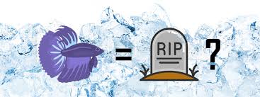 Can Cold Water Kill A Betta Fish