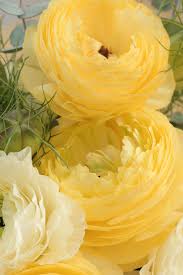 Pin On Flowers