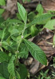 Image result for Struchium