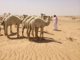 It is among one of the few devoted in 2015 qatar opened up first such dedicated hospital for camel's pedigree. Pin On Saudi Arabia