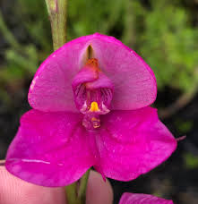 Image result for Dasylepis racemosa