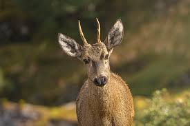 Jameliz benitez smith porn actress images were true and