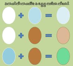 all about egg color community chickens