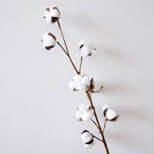 Find archives for chicago tribune, the chicago weekly tribune,. Dried Cotton Branch 17 Long 8 Cotton Balls Branches Etsy In 2021 Cotton Branches Gallery Wall Prints Minimal Wall Art