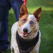 Australian cattle dog for sale. Australian Cattle Dog Temperament Do You Want To Know About It