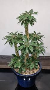 Image result for Dorstenia