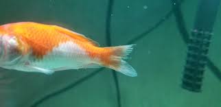 Fin Rot Or Fin Nipping My Aquarium Club