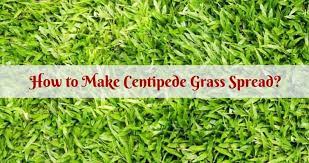 Reduce the amount of water but continue to water daily for the following two weeks until the lawn is established. How To Make Centipede Grass Spread Igra World