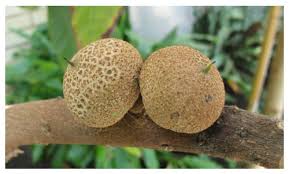 Image result for Sapotaceae