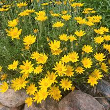 Maybe you would like to learn more about one of these? Horticultural Art Society Of Colorado Springs Cultivating Beautiful Public Gardens That Connect Enrich Inspire Since 1962