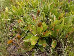 Image result for Magnistipula