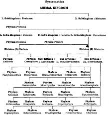 Animal Kingdom Classification Flow Chart Pdf September