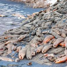 Please check our daily sampling map which can be accessed from the top of this page. Red Tide Back In Florida Trade Only Today
