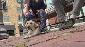 Orientation is a time when incoming freshmen learn about the university of arkansas campus, discover the student life opportunities available, and meet with an. Arkansas Guide Dogs Still In Service Amid Pandemic Thv11 Com