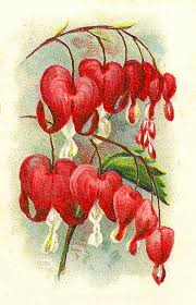 Digital Flower Images Clip Art Bleeding Hearts Orchid Illustrations Orchid Illustration Flower Illustration Bleeding Heart