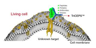 Maybe you would like to learn more about one of these? Ligand Receptor Binding Services Ligand Receptor Binding