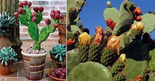 My store is not set up like a garden center. Care And Growing Prickly Pear Cactus How To Grow Prickly Pears
