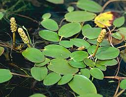 Image result for Potamogetonaceae