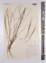 Image result for Aristida stipitata