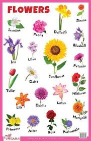 Women of all ages adorn themselves with a lot of flowers. Flowers Educational Chart Buy Flowers Educational Chart By Pegasus At Low Price In India Flipkart Com