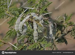Image result for Acacia nilotica