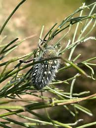 Image result for Culcasia orientalis