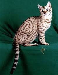 It is a typical foreign breed with a strong muscular yet elegant body. Bengal Cats Color Genetics Of Cats Dilute And Solid Color Genetics Tabby Patterns And More From Foothill Felines Exotic Domestic Bengal Cat Breeder