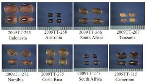 Image result for Vigna vexillata