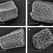 Image result for Exochaenium exiguum