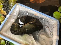 ザリガニを獲ってビオトープにいれた結果・・・ | チェリーの熱帯魚とエビログ
