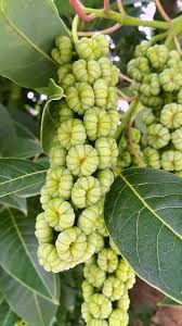 Image result for Phytolacca dioica