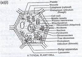 By clicking on the diagram a second time this relationship will be displayed above. 1988 Waec Biology Theory I Make A Labelled Drawing Of A Typical Plant Cell To Show Its Essential Features Myschool