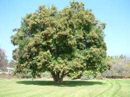 Image result for Nuxia floribunda