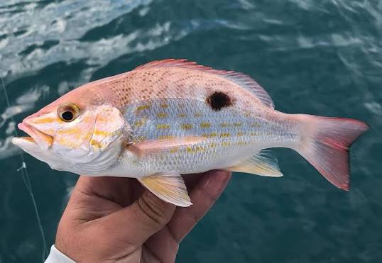 New Species #249: Spotted Rose Snapper (Lutjanus guttatus) The Spotted Rose Snapper was one of the more colorful lifers I caught during the trip. Because the substrate around Puerto Peñasco is primarily
