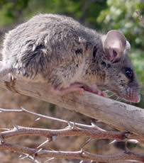 Image result for Micractis