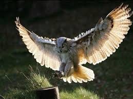 Birds Lyrics Imagine Dragons Meaning Owls Pictures 6 With Images Owl Pictures Horned Owl Great Horned Owl