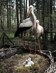 A Pair Of Storks Look After Their Four Cubs In The Wildlife Park In Eekholt Germany Beautiful Birds Pet Birds Wild Birds