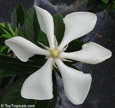 Image result for Gardenia