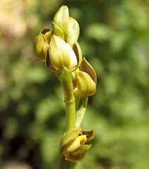Image result for Eulophia leachii