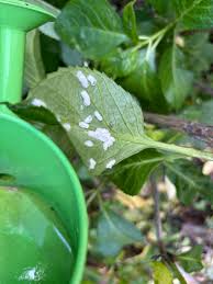 Image result for leaf spot hydrangea