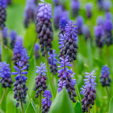 Image result for Afrohybanthus latifolius