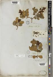 Image result for Ozoroa kassneri